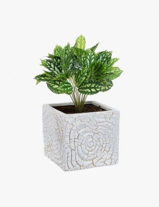 Picture of Aliquam Quaerat Voluptatem