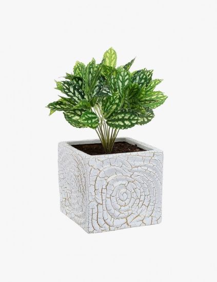 Picture of Aliquam Quaerat Voluptatem