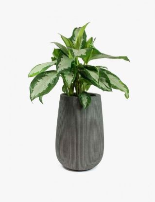 Picture of Aspetur Autodit Autfugit