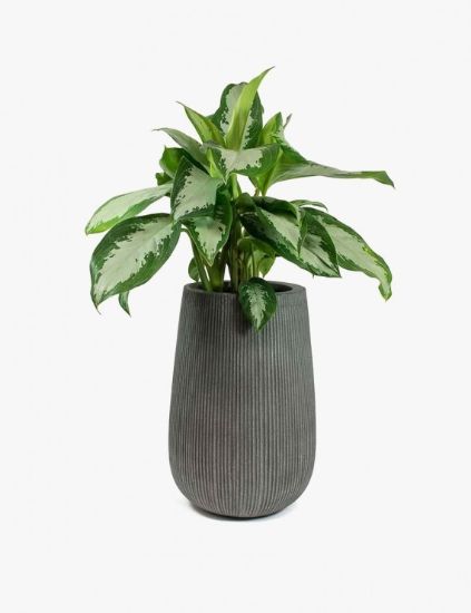 Picture of Aspetur Autodit Autfugit