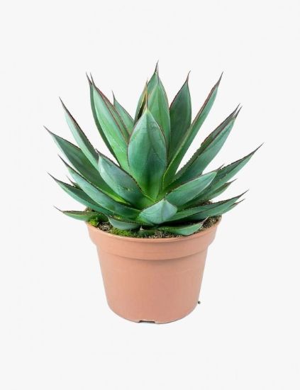 Picture of Voluptas Nulla Pariatur