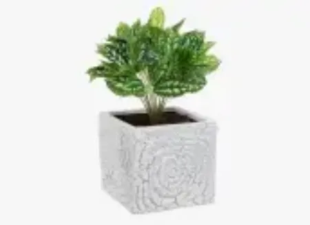 Picture for category Plant